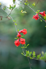 pomegranate flowers on a branch in the garden