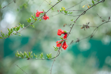 pomegranate flowers on a branch in the garden