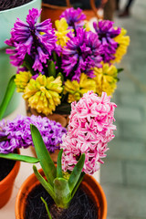 spring hyacinth  in the pot