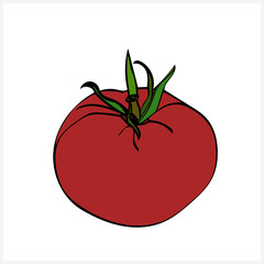 Sketch of tomato.Black and white graphics.Vector