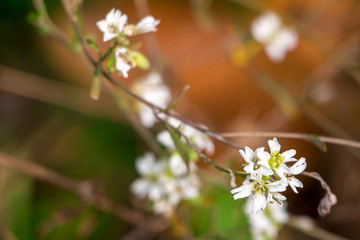 Blooming White Spring Dew Flowers. Stellaria Media, Common Chickweed, Forest Or Field Summer Plant. Close Up Of Flower Petals With Water Drops, Soft Focus.