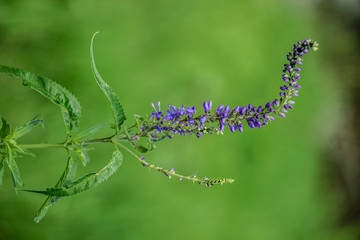 Blooming Purple Field Flower In Green Background. Blue Salvia (Salvia Farinacea) Flowers In The Meadow. Close Up Of Sage Inflorescence, Soft Focus.