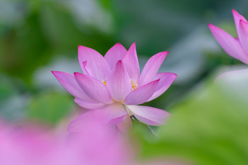 Close up of a single pink lotus flower