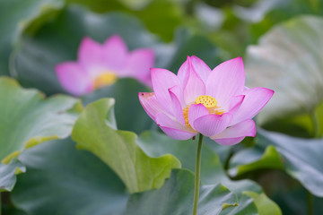 Close up of a single pink lotus flower