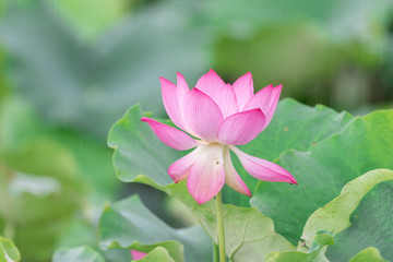 Obraz premium Close up of a single pink lotus flower