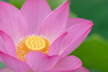 Close up of a single pink lotus flower