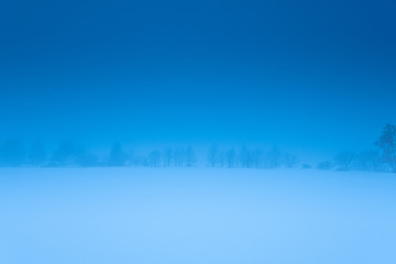 朝靄美瑛の樹形