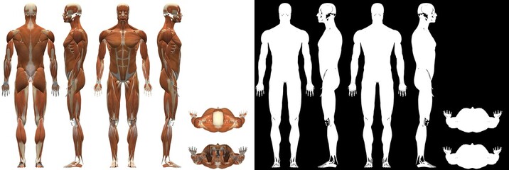 Human Anatomy Male Muscular System