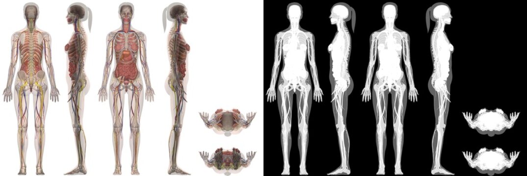 Human Anatomy Female Body