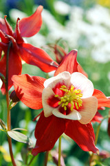 Blooming red akelei, Aquilegia caerulea flowers with red blooms. spring garden plants, horizontal view