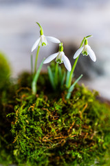 Delicate snowdrops growing in moss.