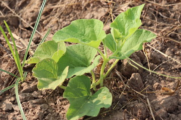 Bottle gourd plant