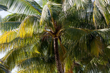 Fototapeta na wymiar Green, beautiful palm tree as a background under the rays of the bright sun...
