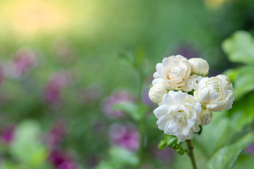 Blossom white Jasminum sambac, Arabian Jasmine, fragrant Flower in garden. 