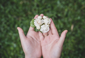 Woman's hands holding Jasminum sambac, Arabian Jasmine, fragrant Flower in garden. 