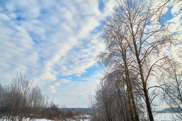 Naced tree on the snow and blue sky with white clouds background