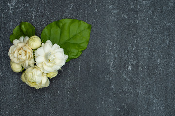 Jasminum sambac, Arabian Jasmine, fragrant Flower on textured black background, copy space.