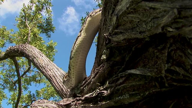 A python snake explores the branches of a tree in at a wildlife zoo