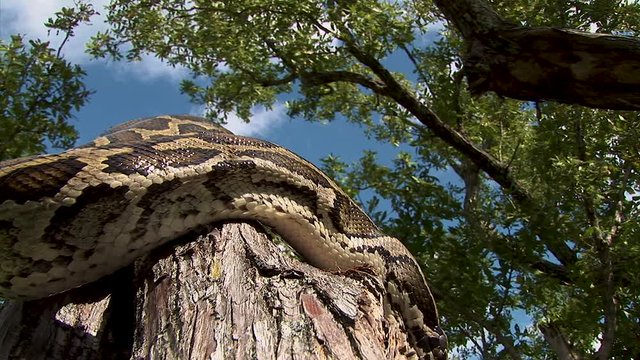 A curious reptile snake slowly moves along a tree branch on a sunny day in the jungle