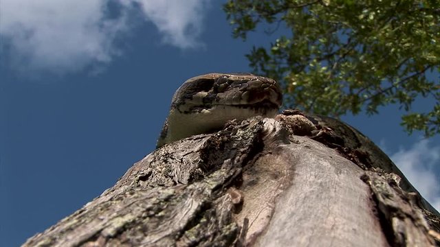 Zooming in for an extreme close up of a tree snake head