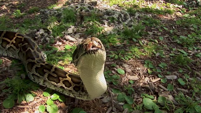 A curious snake lifts its head and flicks its tongue in the air