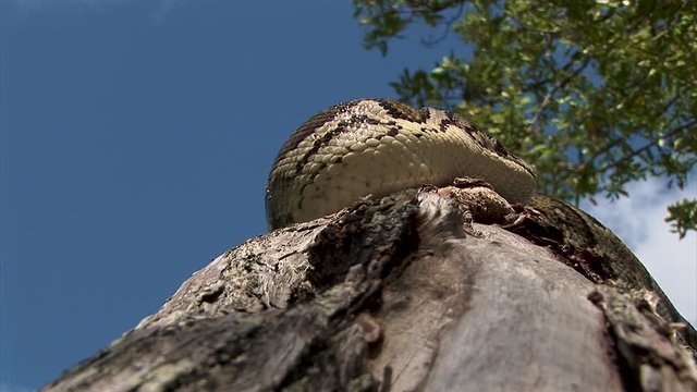 Closeup of a snake laying on a tree branch looking around while flicking its tongue in the air