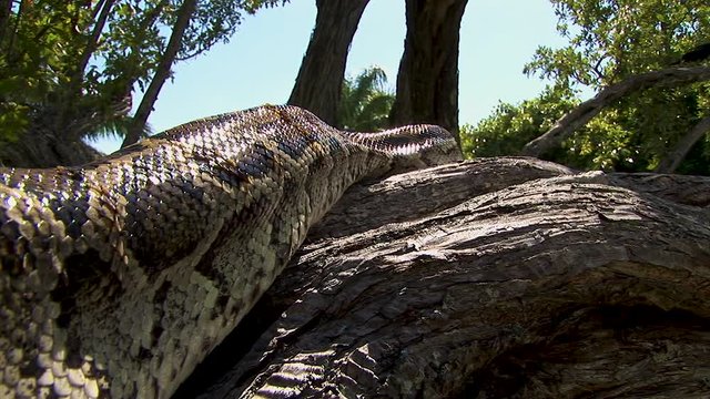 A gigantic snake slowly wiggles up in a tree in the jungle