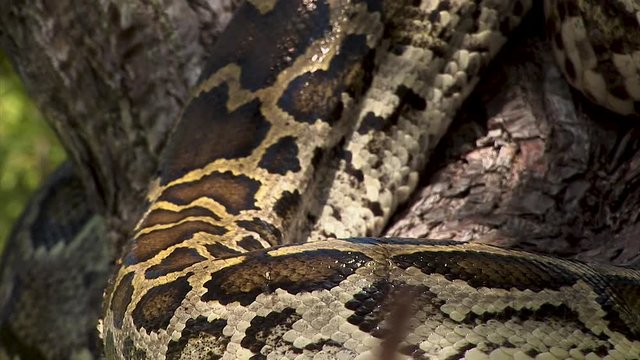 closeup of a very large tree snake slithering along the branches of a tree 