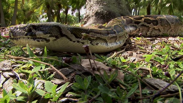 A big python snake flicks his tongue in the air while slithering along the forest floor