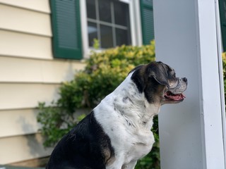 Senior dog sitting on porch open mouth puggle beagle pug photo front yard suburban home
