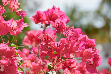 Fototapeta premium blossom red flowers of Bougainvillea.
