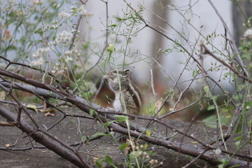 micro shot of rare squirrel