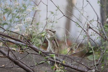 Detailed portrait of white squirrel closing plant