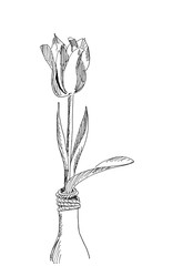 graphic linear black and white drawing tulip in a bottle