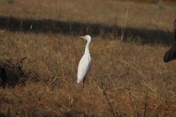 White Heron birds close-up profile view