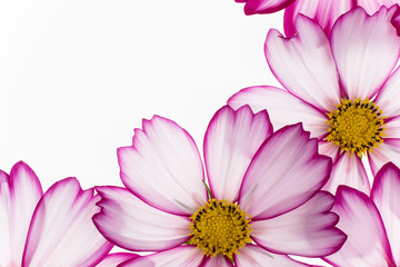 cosmos flower background