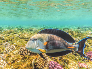 Fish in the sea. Underwater shooting in the Red Sea. Beautiful underwater world.	