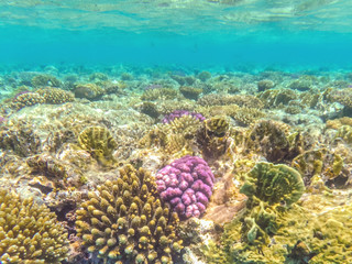 Many colorful tropical fish anthias feed on a coral reef in the Red sea, Egypt. Underwater shooting.	