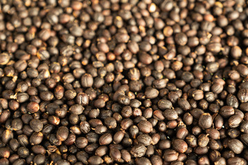 Red berries raw coffee beans with shell in dry process in tray preparing for coffee roaster in factory