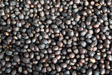 Red berries raw coffee beans with shell in dry process in tray preparing for coffee roaster in factory