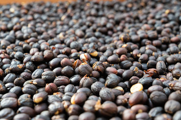 Red berries raw coffee beans with shell in dry process in factory preparing for coffee roaster
