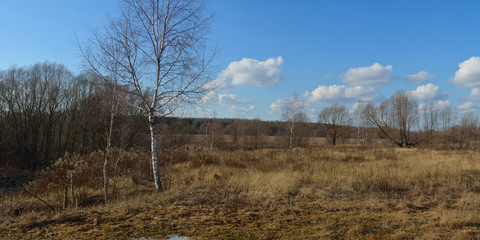 Walking through the forest, beautiful panorama.