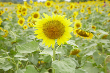 A blooming sunflower