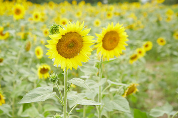 Obraz premium A blooming sunflower