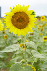 A blooming sunflower