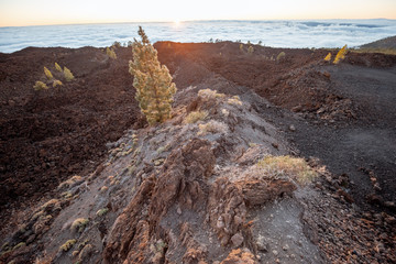 Rocky landscape volcanic origin above the clouds on a sunset. Traveling on Tenerife island