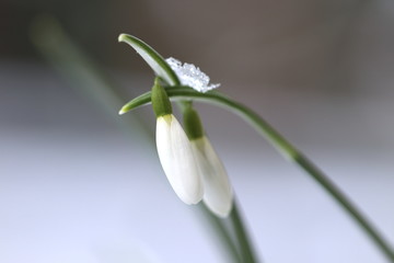 Endlich Frühling - Nahaufnahme der ersten Schneeglöckchen im Schnee