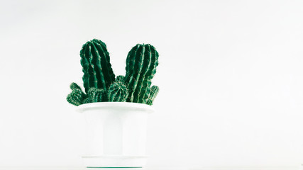 Prickly pear cactus closeup. Isolated on white background prickly green cactus in a pot. 