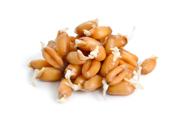Sprouted Wheat isolated on white background. Full dept of field.