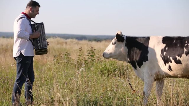 Farmer man playing accordion to his beloved friend cow in green pasture field in summer.